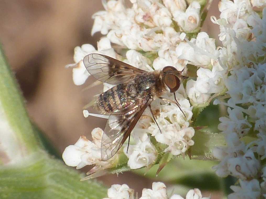 Piccolo Bombylidae